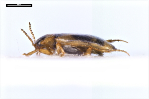  ( - ABOL-24-2177)  @11 [ ] Unspecified (default): All Rights Reserved (2025) Naturhistorisches Museum Wien Unspecified