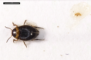  ( - ABOL-24-2183)  @11 [ ] Unspecified (default): All Rights Reserved (2025) Naturhistorisches Museum Wien Unspecified