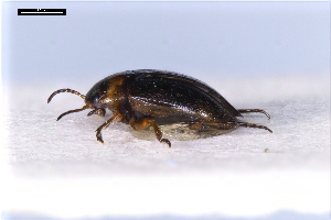  ( - ABOL-24-2183)  @11 [ ] Unspecified (default): All Rights Reserved (2025) Naturhistorisches Museum Wien Unspecified