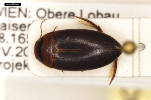  ( - ABOL-24-2186)  @11 [ ] Unspecified (default): All Rights Reserved (2025) Naturhistorisches Museum Wien Unspecified