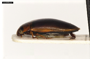  ( - ABOL-24-2186)  @11 [ ] Unspecified (default): All Rights Reserved (2025) Naturhistorisches Museum Wien Unspecified