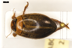  (Rhantus consputus - ABOL-24-2187)  @11 [ ] Unspecified (default): All Rights Reserved (2025) Naturhistorisches Museum Wien Unspecified