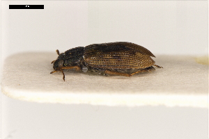  ( - ABOL-24-2197)  @11 [ ] Unspecified (default): All Rights Reserved (2025) Naturhistorisches Museum Wien Unspecified