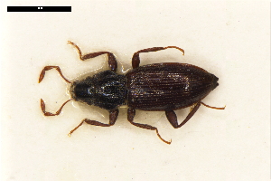  ( - ABOL-24-2202)  @11 [ ] Unspecified (default): All Rights Reserved (2025) Naturhistorisches Museum Wien Unspecified