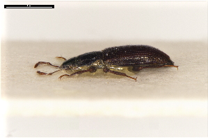  ( - ABOL-24-2202)  @11 [ ] Unspecified (default): All Rights Reserved (2025) Naturhistorisches Museum Wien Unspecified