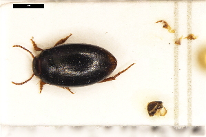  (Hydroporus longulus - ABOL-24-2205)  @11 [ ] Unspecified (default): All Rights Reserved (2025) Naturhistorisches Museum Wien Unspecified