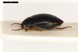  ( - ABOL-24-2205)  @11 [ ] Unspecified (default): All Rights Reserved (2025) Naturhistorisches Museum Wien Unspecified