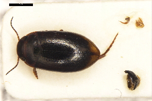  ( - ABOL-24-2207)  @11 [ ] Unspecified (default): All Rights Reserved (2025) Naturhistorisches Museum Wien Unspecified