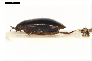  ( - ABOL-24-2207)  @11 [ ] Unspecified (default): All Rights Reserved (2025) Naturhistorisches Museum Wien Unspecified