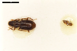  (Hydraena schuleri - ABOL-24-2208)  @11 [ ] Unspecified (default): All Rights Reserved (2025) Naturhistorisches Museum Wien Unspecified