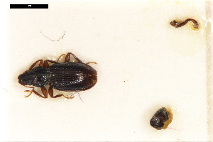  ( - ABOL-24-2210)  @11 [ ] Unspecified (default): All Rights Reserved (2025) Naturhistorisches Museum Wien Unspecified