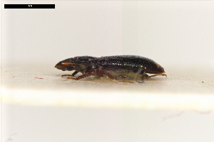  ( - ABOL-24-2210)  @11 [ ] Unspecified (default): All Rights Reserved (2025) Naturhistorisches Museum Wien Unspecified