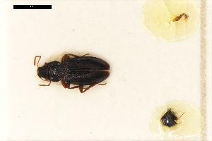  ( - ABOL-24-2213)  @11 [ ] Unspecified (default): All Rights Reserved (2025) Naturhistorisches Museum Wien Unspecified