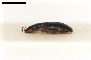  ( - ABOL-24-2213)  @11 [ ] Unspecified (default): All Rights Reserved (2025) Naturhistorisches Museum Wien Unspecified