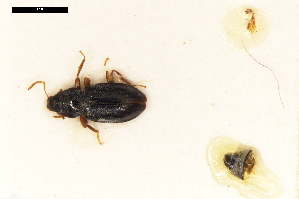  ( - ABOL-24-2215)  @11 [ ] Unspecified (default): All Rights Reserved (2025) Naturhistorisches Museum Wien Unspecified