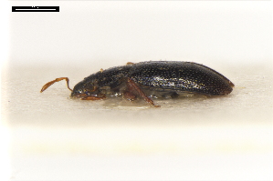  (Hydraena morio - ABOL-24-2215)  @11 [ ] Unspecified (default): All Rights Reserved (2025) Naturhistorisches Museum Wien Unspecified