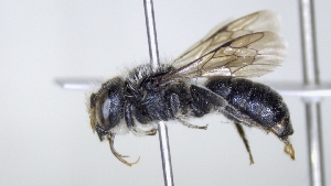  ( - ABOL-25-0038)  @11 [ ] Unspecified (default): All Rights Reserved (2025) Naturhistorisches Museum Wien Unspecified