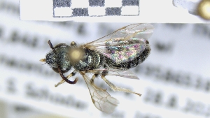  (Halictus seladonius - ABOL-25-0039)  @11 [ ] Unspecified (default): All Rights Reserved (2025) Naturhistorisches Museum Wien Unspecified