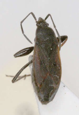  ( - ABOL-25-0995)  @11 [ ] Unspecified (default): All Rights Reserved (2025) Wolfgang Rabitsch Unspecified