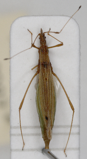  ( - ABOL-25-0997)  @11 [ ] Unspecified (default): All Rights Reserved (2025) Wolfgang Rabitsch Unspecified