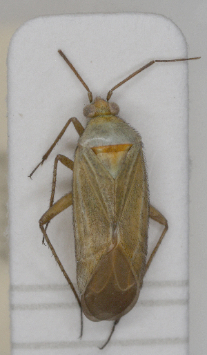  ( - ABOL-25-1001)  @11 [ ] Copyright (2025) Unspecified Naturhistorisches Museum Wien