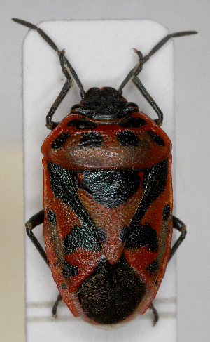  ( - ABOL-25-1004)  @11 [ ] Unspecified (default): All Rights Reserved (2025) Wolfgang Rabitsch Unspecified