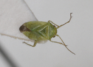  (Tuponia hippophaes - ABOL-25-1022)  @11 [ ] Unspecified (default): All Rights Reserved (2025) Wolfgang Rabitsch Unspecified