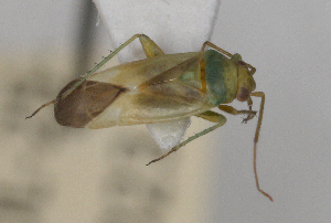  ( - ABOL-25-1023)  @11 [ ] Unspecified (default): All Rights Reserved (2025) Wolfgang Rabitsch Unspecified