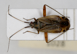  ( - ABOL-25-1028)  @11 [ ] Unspecified (default): All Rights Reserved (2025) Wolfgang Rabitsch Unspecified