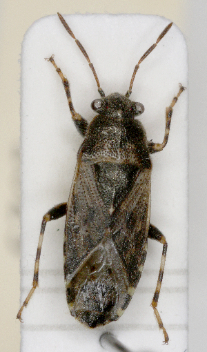  ( - ABOL-25-1029)  @11 [ ] Unspecified (default): All Rights Reserved (2025) Wolfgang Rabitsch Unspecified