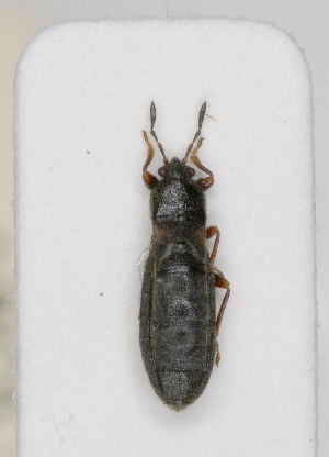  ( - ABOL-25-1030)  @11 [ ] Unspecified (default): All Rights Reserved (2025) Wolfgang Rabitsch Unspecified