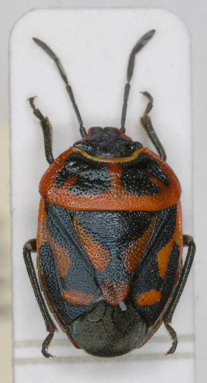  (Eurydema fieberi - ABOL-25-1034)  @11 [ ] Unspecified (default): All Rights Reserved (2025) Wolfgang Rabitsch Unspecified