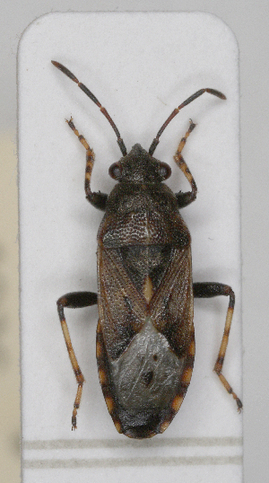  (Heterogaster affinis - ABOL-25-1036)  @11 [ ] Unspecified (default): All Rights Reserved (2025) Wolfgang Rabitsch Unspecified