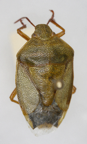  ( - ABOL-25-1037)  @11 [ ] Unspecified (default): All Rights Reserved (2025) Wolfgang Rabitsch Unspecified