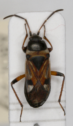  ( - ABOL-25-1040)  @11 [ ] Unspecified (default): All Rights Reserved (2025) Wolfgang Rabitsch Unspecified