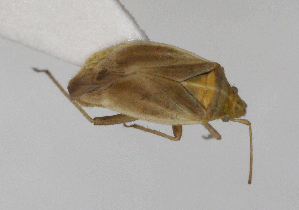  ( - ABOL-25-1041)  @11 [ ] Unspecified (default): All Rights Reserved (2025) Wolfgang Rabitsch Unspecified