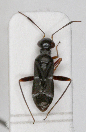  (Globiceps sphaegiformis - ABOL-25-1042)  @11 [ ] Unspecified (default): All Rights Reserved (2025) Wolfgang Rabitsch Unspecified