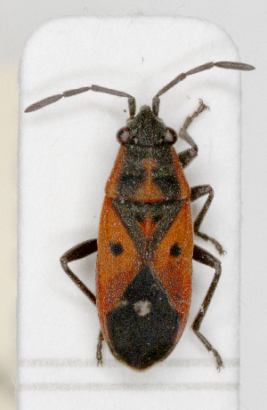  (Melanocoryphus tristrami - ABOL-25-1043)  @11 [ ] Unspecified (default): All Rights Reserved (2025) Wolfgang Rabitsch Unspecified