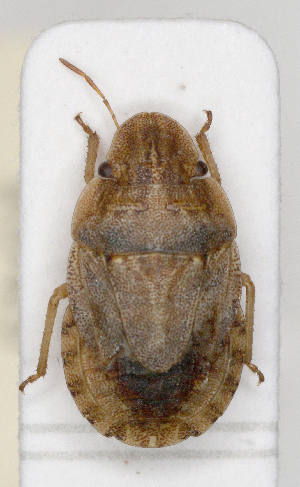  ( - ABOL-25-1045)  @11 [ ] Unspecified (default): All Rights Reserved (2025) Wolfgang Rabitsch Unspecified