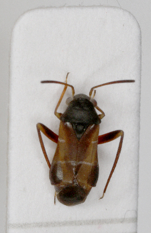  ( - ABOL-25-1046)  @11 [ ] Unspecified (default): All Rights Reserved (2025) Wolfgang Rabitsch Unspecified