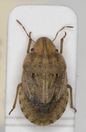  (Vilpianus - ABOL-25-1049)  @11 [ ] Copyright (2025) Unspecified Private Collection of Wolfgang Rabitsch