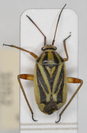  (Brachycoleus decolor - ABOL-25-1052)  @11 [ ] Unspecified (default): All Rights Reserved (2025) Wolfgang Rabitsch Unspecified