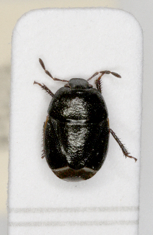  ( - ABOL-25-1054)  @11 [ ] Unspecified (default): All Rights Reserved (2025) Wolfgang Rabitsch Unspecified