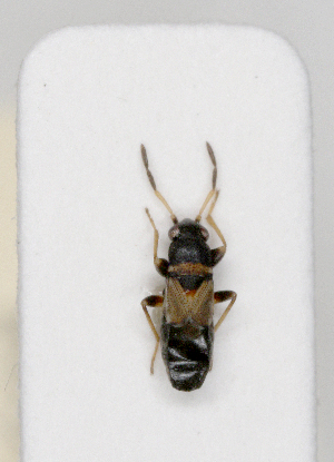  ( - ABOL-25-1059)  @11 [ ] Unspecified (default): All Rights Reserved (2025) Wolfgang Rabitsch Unspecified