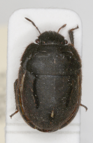  ( - ABOL-25-1066)  @11 [ ] Unspecified (default): All Rights Reserved (2025) Wolfgang Rabitsch Unspecified