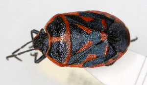  (Eurydema rotundicollis - ABOL-25-1069)  @11 [ ] Unspecified (default): All Rights Reserved (2025) Wolfgang Rabitsch Unspecified