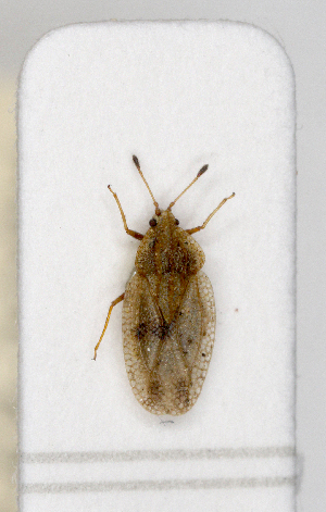  ( - ABOL-25-1072)  @11 [ ] Unspecified (default): All Rights Reserved (2025) Wolfgang Rabitsch Unspecified