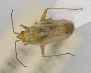  (Amblytylus concolor - ABOL-25-1075)  @11 [ ] Unspecified (default): All Rights Reserved (2025) Wolfgang Rabitsch Unspecified