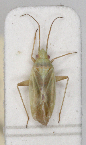  ( - ABOL-25-1076)  @11 [ ] Unspecified (default): All Rights Reserved (2025) Wolfgang Rabitsch Unspecified