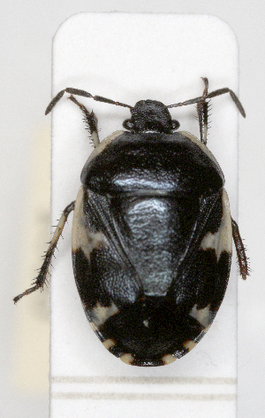  ( - ABOL-25-1080)  @11 [ ] Unspecified (default): All Rights Reserved (2025) Wolfgang Rabitsch Unspecified